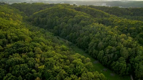 Aerial tilt up shot over green jungle forests and outdoor park meadow. Sunset at the horizon. Nature