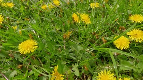 Vorwärts auf niedrigerer Ebene in der Nähe des blühenden Löwenzahns