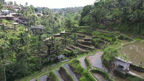 Aerial shot of Tegallalang Rice Terrace near Ubud in Bali, Indonesia