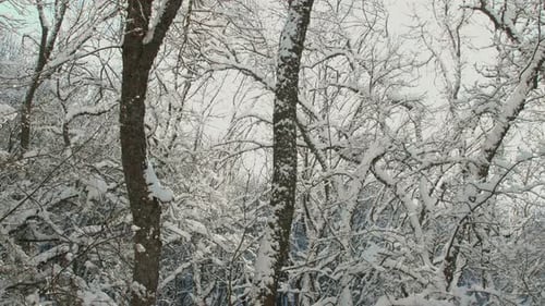 Winterwald im Schnee