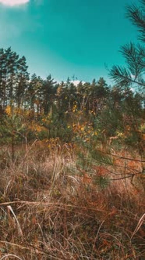 Sunny Forest Landscape Slider Timelapse