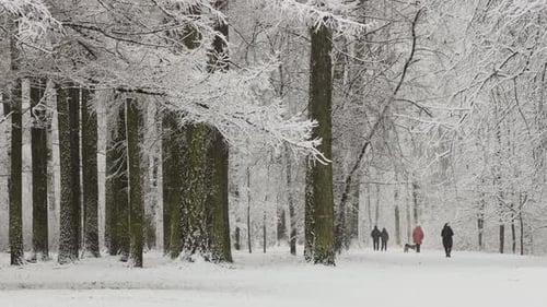 It is Snowing Heavily in the Park Large Flakes of Snow are Slowly Falling on Tree Branches People