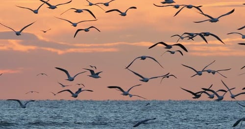 Schwarm von Seevögeln bei Sonnenuntergang, Mittelmeer, Frankreich