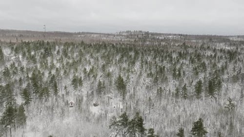 Aerial View Of Pine Trees In The Snowy Forest.
