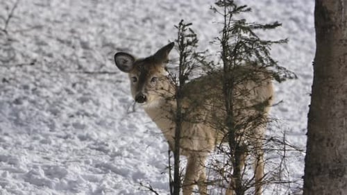 Young Deer Standing in Snowy Winter Forest
