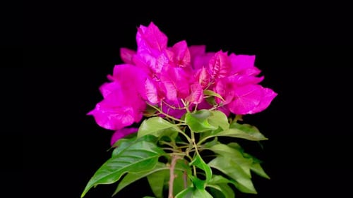 Bright Pink Bougainvillea Plant Blooming on Black Background