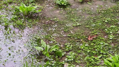 Raining On A Natural Green Ground 1