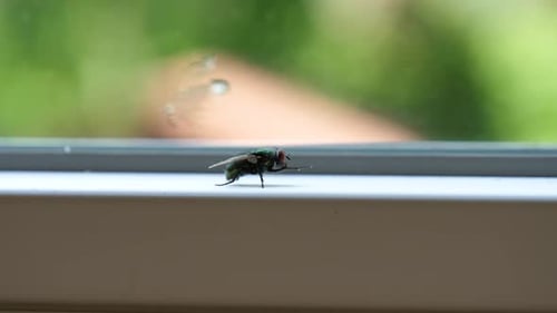 Interesting Side Angle of Green Common HouseFly Cleaning Itself - Macro CU