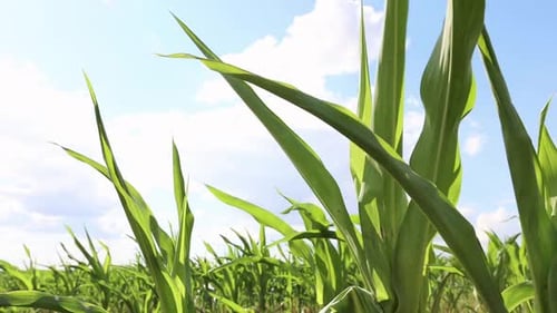 Growing Corn Crops In Agricultural Farm During Springtime. Close Up