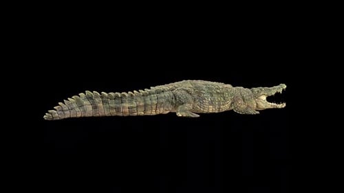 Crocodile 3d Model Rotate