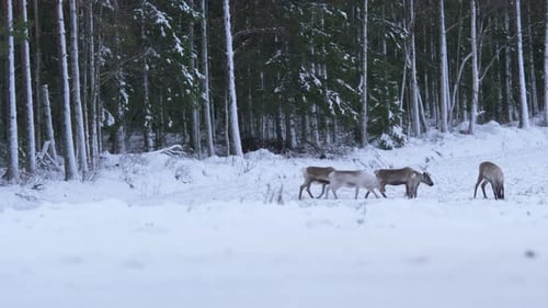 Small herd of cute Reindeer crossing frozen meadow near road and forest in Lapland, Sweden - Wide sh