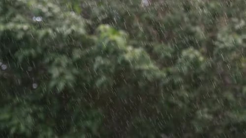 Closeup of rain in forest, nature and blurred background, climate and environment