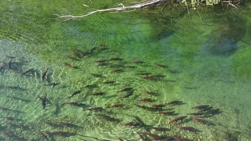 Sockeye salmon swimming in shallow crear waters in the Pacific Northwest, Canada.