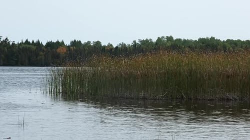 Lake Reeds Blowing With A Calm Wind