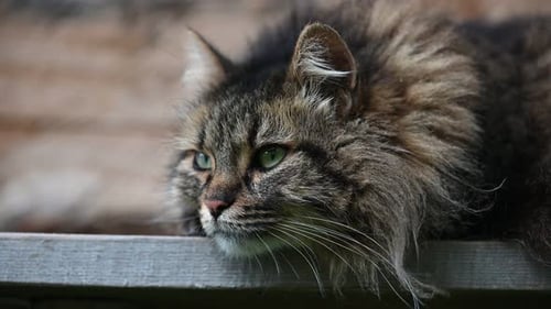 Fluffy Tabby Cat Napping Peacefully Outdoors