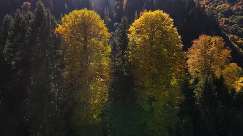 Fascinating Forest