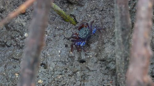 A face banded crab moving on the mudflats, foraging for the food in muddy floor of mangrove wetlands