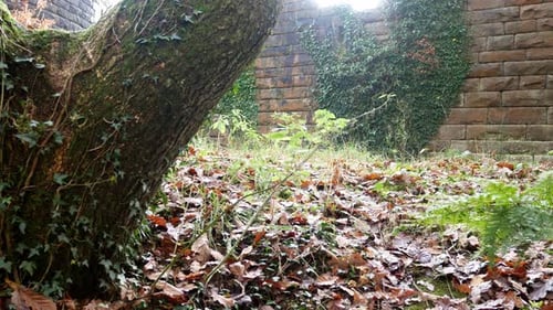 Castle ruins autumn forest foliage woodland rural scene dolly left from behind tree