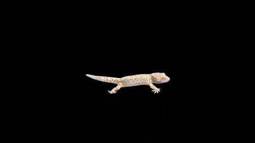 Promenade Tokay Gecko