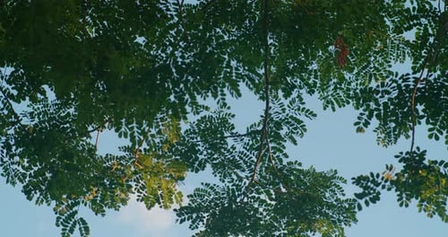 Lush green foliage against a clear blue sky in Arauca, Colombia, tranquil nature scene