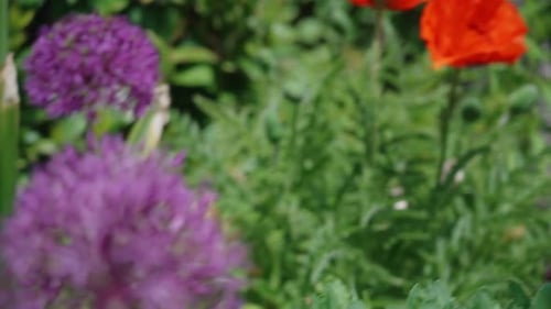 Close-up of a single purple allium flower