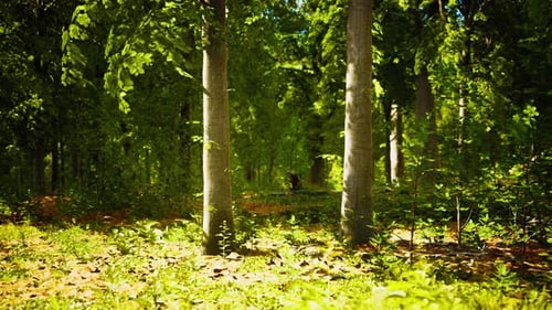Sun Beams Through Thick Trees Branches in Dense Green Forest