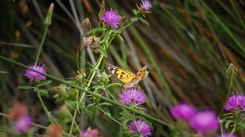 Schmetterling - 2K