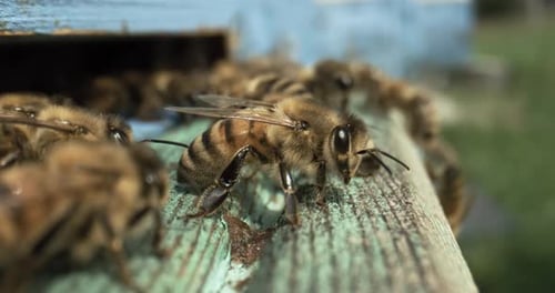 Honey bees fly near a beehive in a super slow motion. Shot on super slow motion camera 1000 fps.