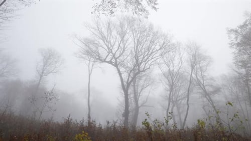 Panoramabild des Spätherbstes in einem Laubwald mit hohen, blattlosen Bäumen, gehüllt in mystisches Licht