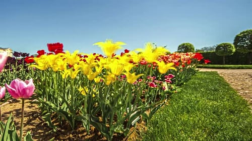 Colorful Tulips Blooming in Spring Garden on Sunny Day