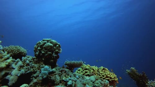 Underwater Tropical Blue Sea