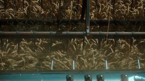 Combine Harvester Harvesting Wheat Crop in Field