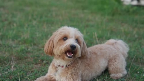 Light-Brown Dog Resting on the Green Grass