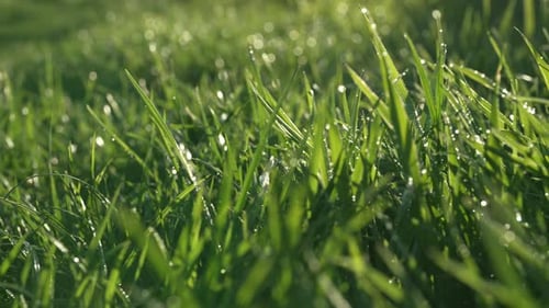 Einfacher Hintergrund: Grünes, frisches Gras, Rasen, natürliche Wiese, die vom Wind schwankt