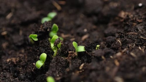 Beauty of nature growth process as seeds germinate and sprout into small plants.