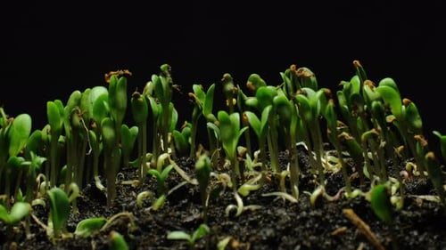 New Green Plants Growing in Soil