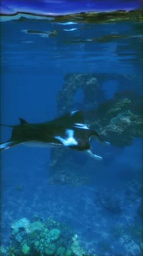 Manta Ray Swimming in Ocean