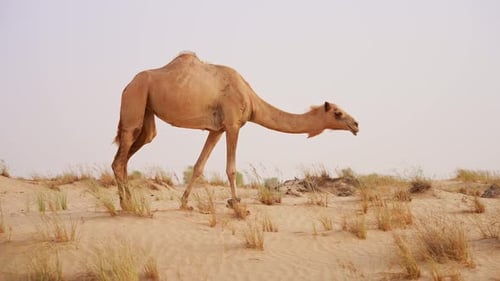 Camel In the Desert