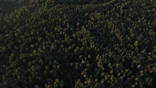 Luftbild der Kiefern- und Tannengipfel im Wald an einem Sommertag