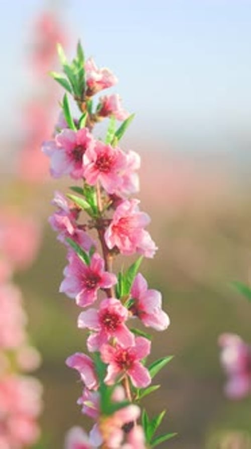 A Tapestry of Spring Trees in Full Bloom Under the Sun