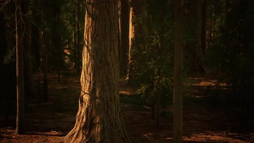Giant Sequoias Trees or Sierran Redwood Growing in the Forest