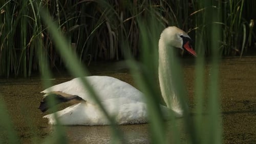 A White Swan Swims Slowly Near the Shore in a Green Pond with One Leg Raised Above the Water