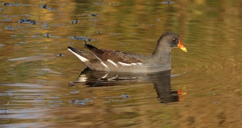Common moorhen ((Gallinula chloropus), the Camargue, France