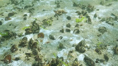 Crab Walks on Sandy Ocean Floor with Shells
