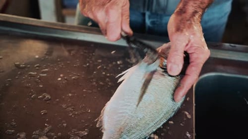 Hands of an elderly fisherman scaling a fresh fish at a market counter