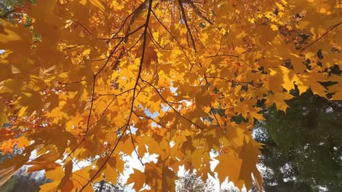 Blick von unten auf goldene Zweige von Ahornblättern im Herbst.