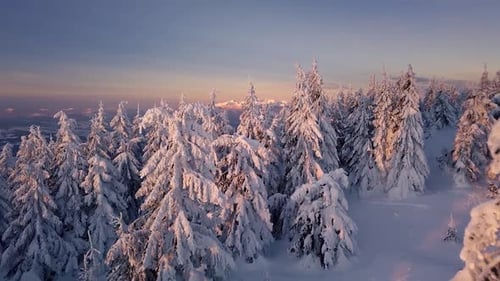 Nature de la forêt en hiver