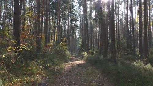 A Walk Down a Pathway Through a Forest in Fall Sun Shines Through Trees