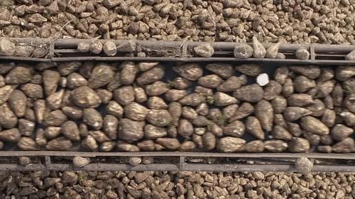 Vertical Video Close Up Crane Conveyor of Combine Harvester Unloading Sugar Beet