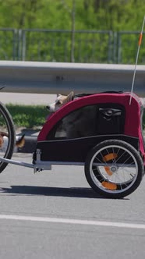 Vertical Screen Welsh Corgi Dog Enjoying Ride in Bike Trailer on Sunny Day